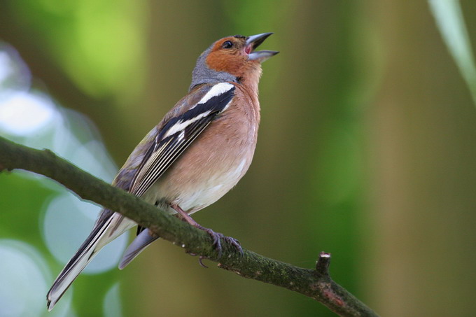 Fringilla coelebs