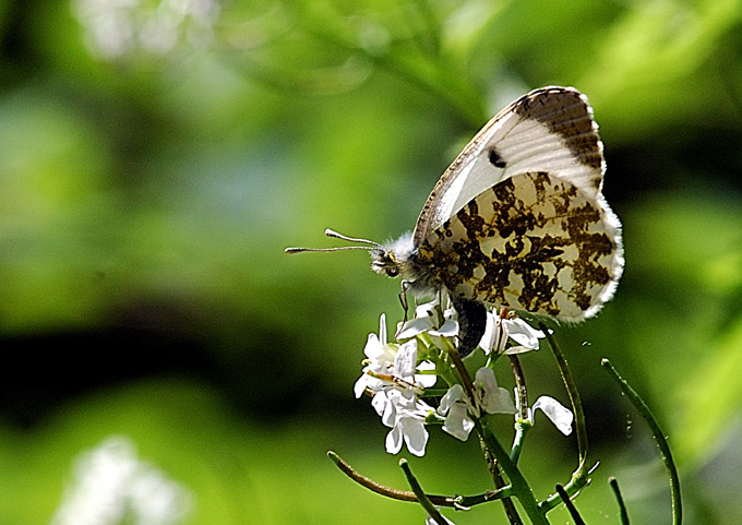 motyl