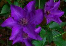 Clematis