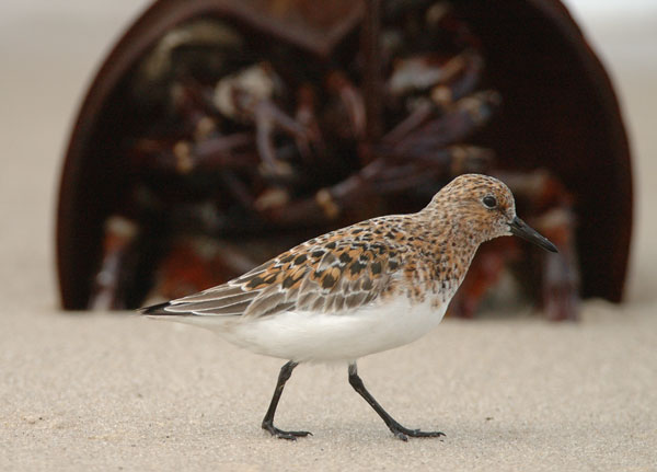 Sanderling