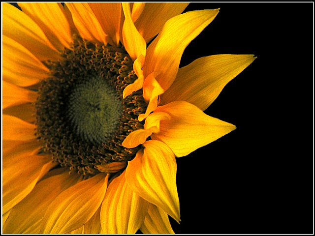 sunflower