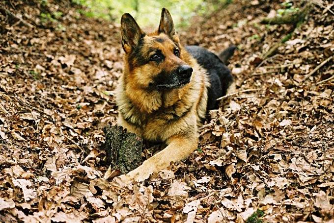 Canis lupus silvestris