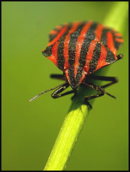 Strojnica baldaszkówka (Graphosoma lineatum)