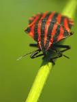 Strojnica baldaszkówka (Graphosoma lineatum)