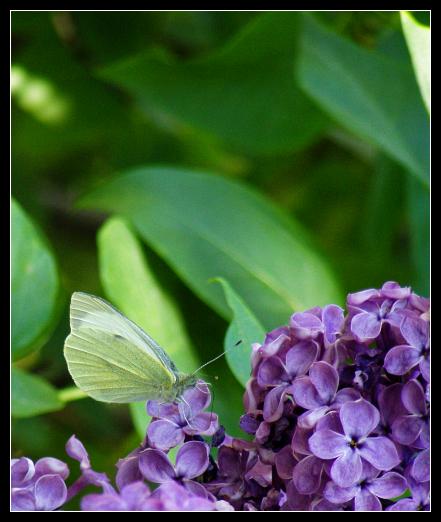 motyl na bzie usiadl