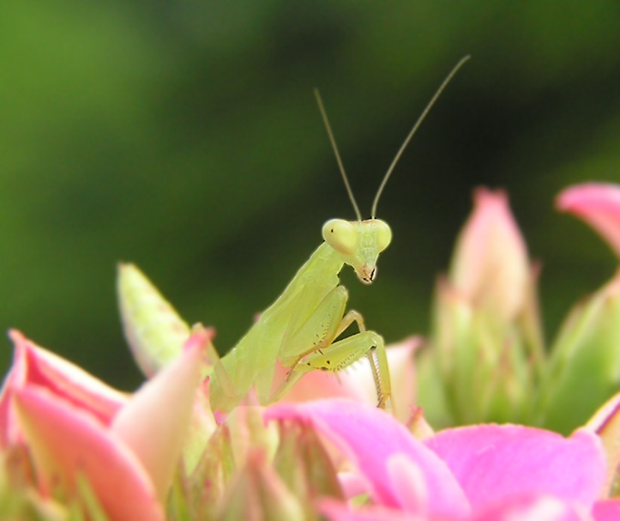 &lt;&lt;sphodromantis sp.&gt;&gt;