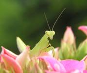 &lt;&lt;sphodromantis sp.&gt;&gt;