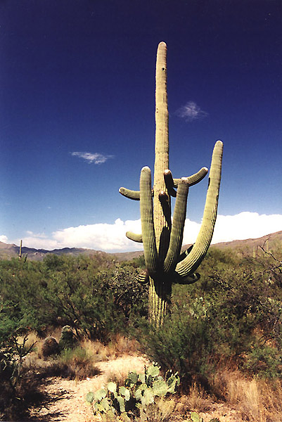 Saguaro