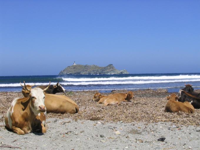 plaza w Balcaggio na polnocy Cap Corse