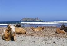 plaza w Balcaggio na polnocy Cap Corse