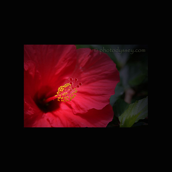 hibiscus