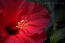 hibiscus