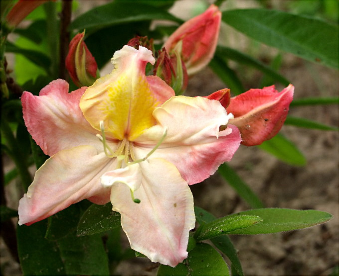 23-RHODODENDRON  azalia odm. "Cecile"