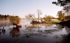 Narew