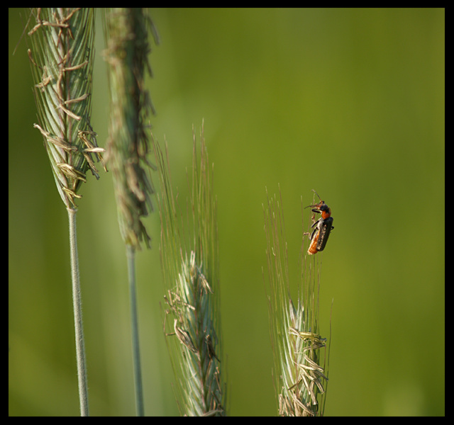 Omomiłek wiejski (Cantharis rustica)