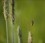 Omomiłek wiejski (Cantharis rustica)