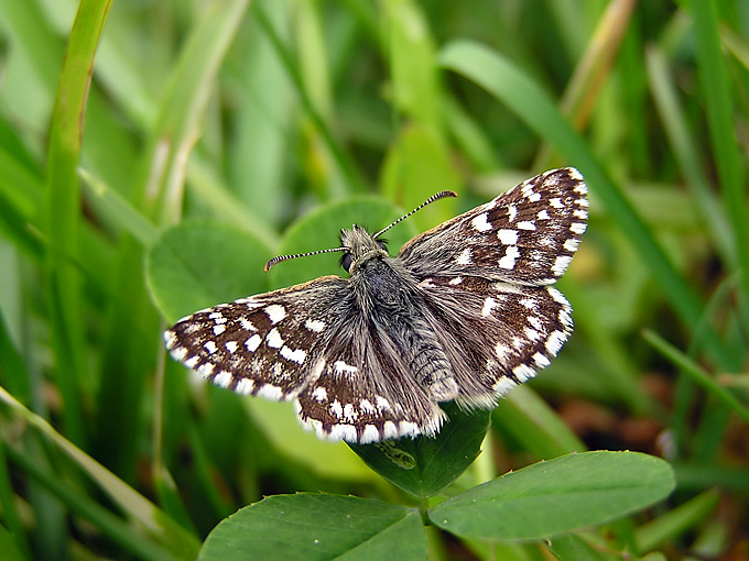 Powszelatek malwowiec