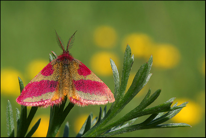 Lythria cruentaria a polska nazwa Sudamek szczawiak