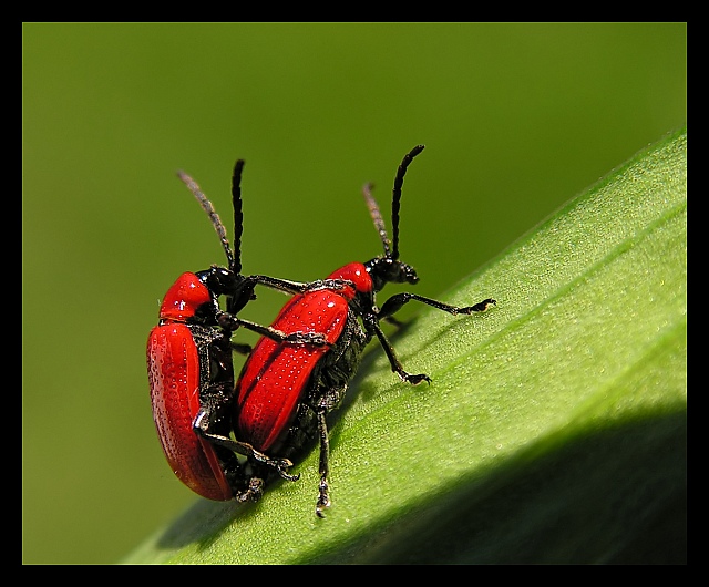 Poskrzypka liliowa