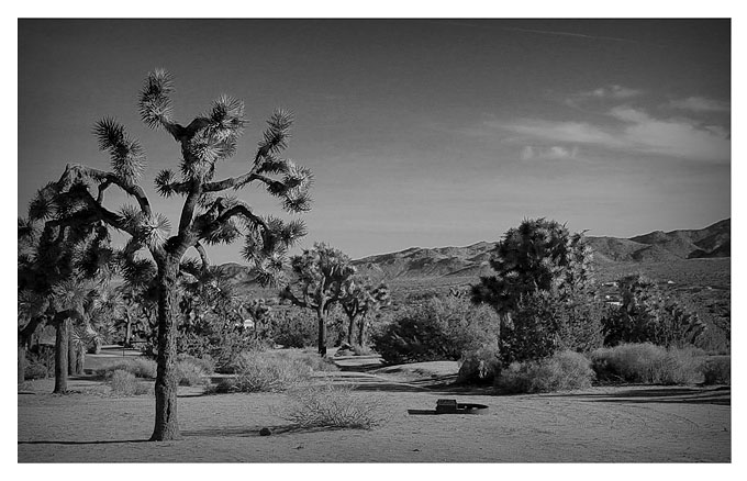 Joshua Tree