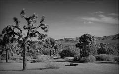 Joshua Tree