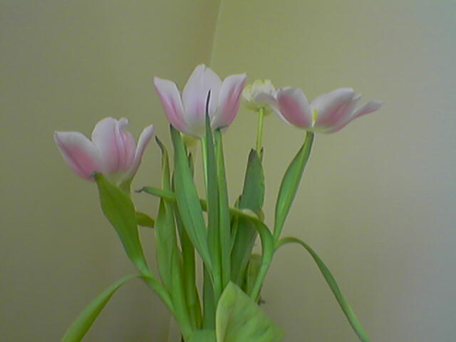 tulipany