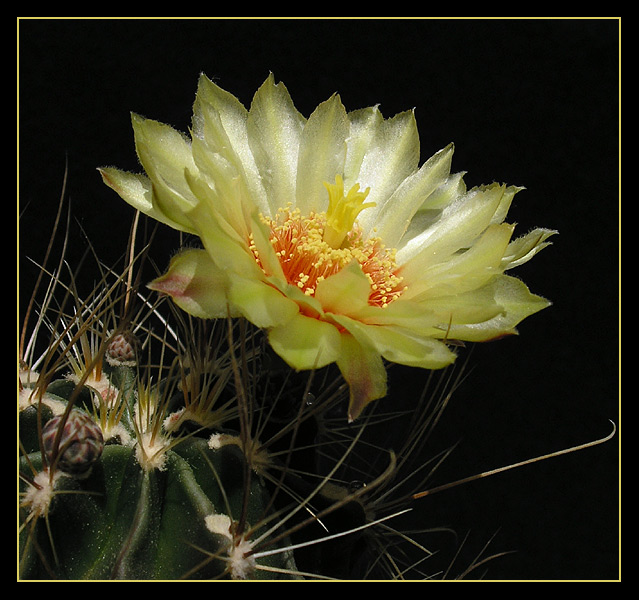 Hamatacactus setispinus