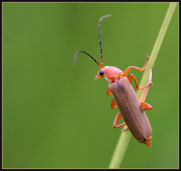 Rhagonycha fulva