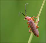 Rhagonycha fulva