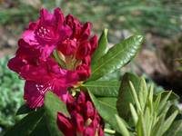 Rododendron