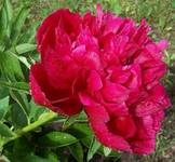 Peonia