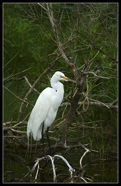 snowy egret