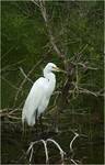 snowy egret