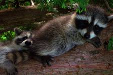 Racoons