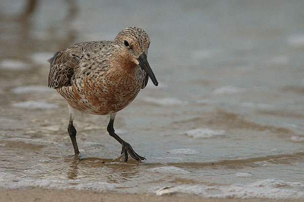 Red-Knot