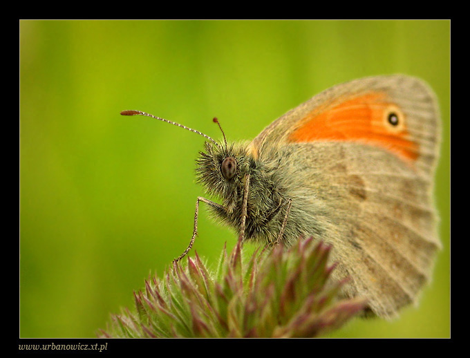 Strzępotek ruczajnik (Coenonympha pamphilus)