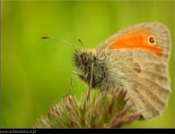 Strzępotek ruczajnik (Coenonympha pamphilus)