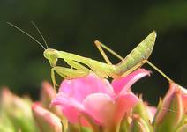 &lt;&lt;sphodromantis sp&gt;&gt;