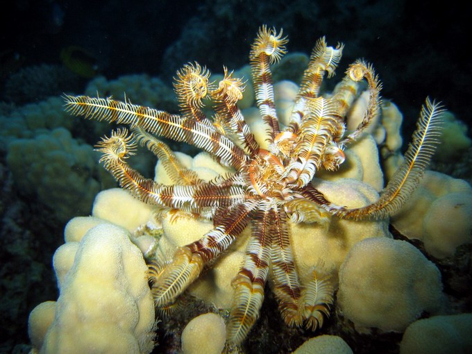 Sawtooth feather star