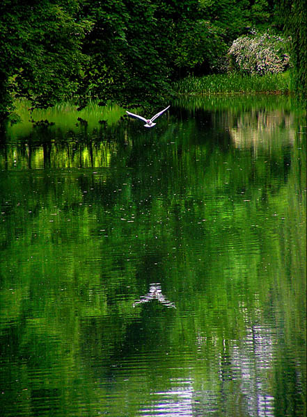 mirrorflight