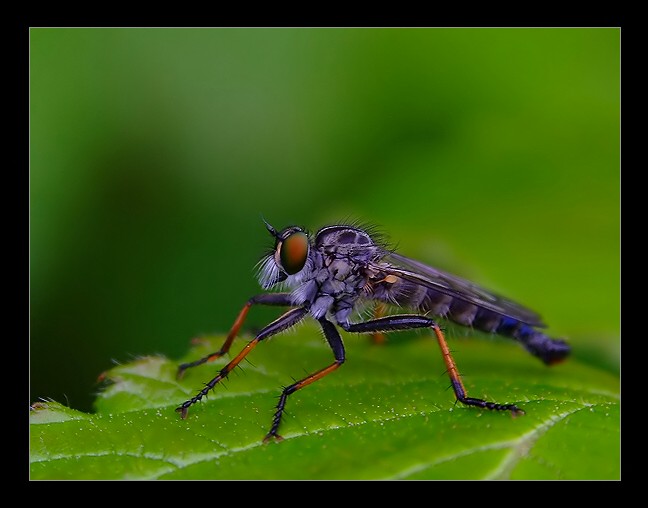 Machimus atricapillus