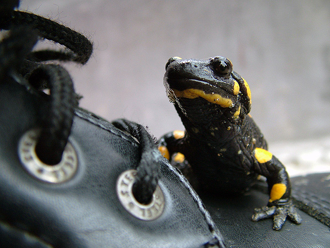 salamandra