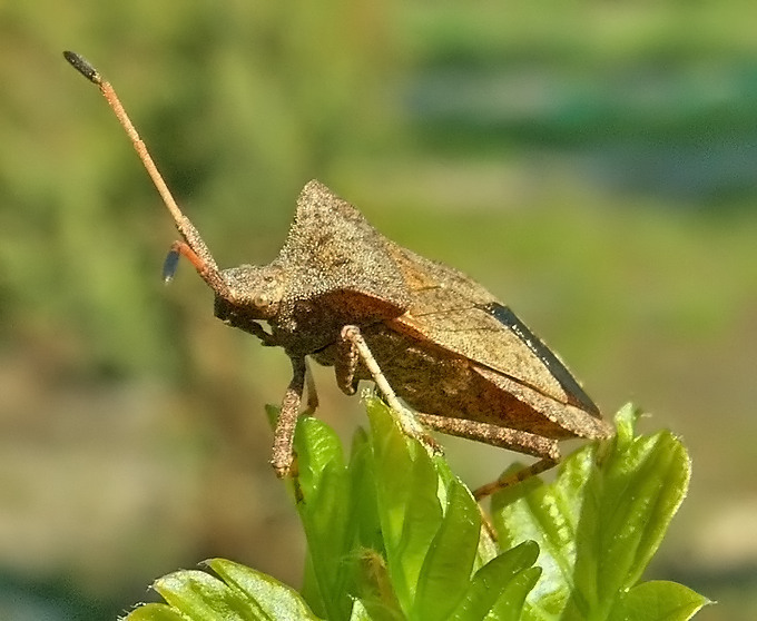 Wtyk Straszyk (Coreus marginatus)