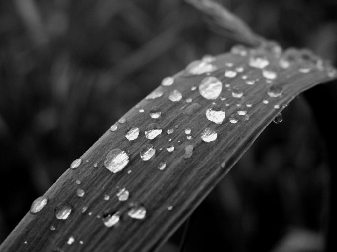 Rain drops...