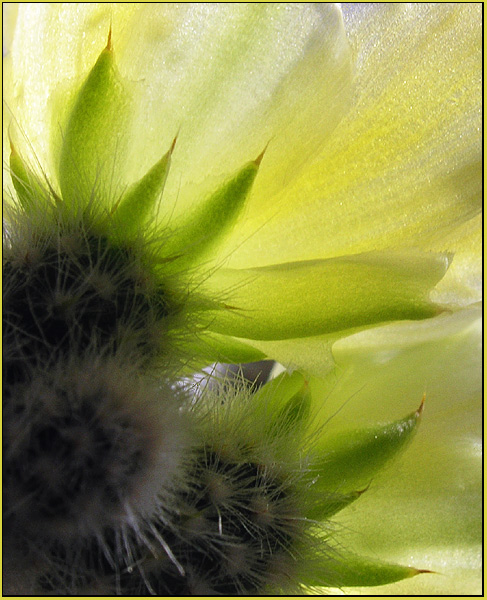 Opuntia microdasys