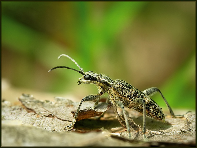 Rębacz pstry (Rhagium inquistor)