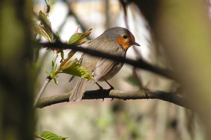 Rudzik (erithacus rubecula)