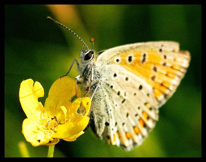 Motyl