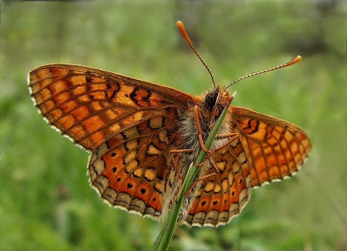 Przeplatka aurinia