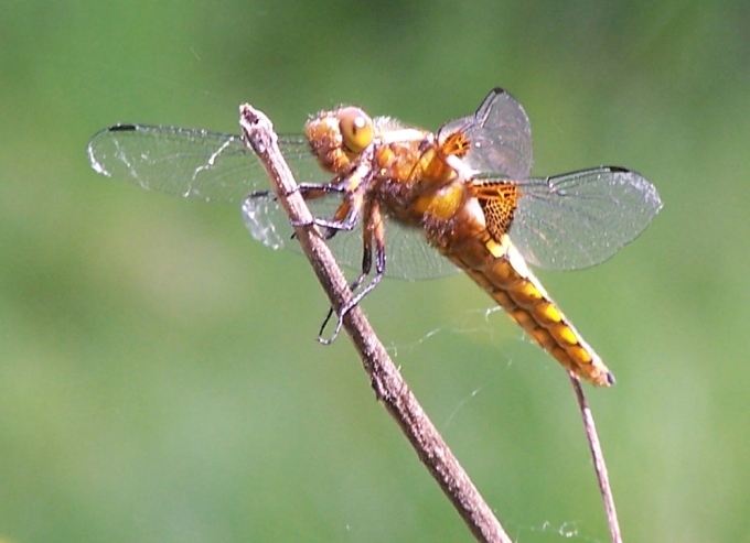 ważka (odonata)